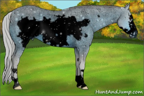 Horse Color:ERROR: UNKNOWN ANOMALY