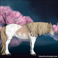 Horse Color:White Spotted Red Roan Appaloosa 