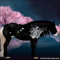 Horse Color:White Spotted Chestnut Ice Splash Appaloosa 