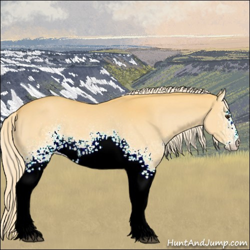 Horse Color:White Spotted Palomino 