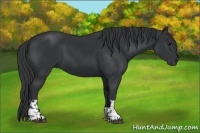 Horse Color:Black  and Black 