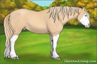 Horse Color:Gold Champagne Splash