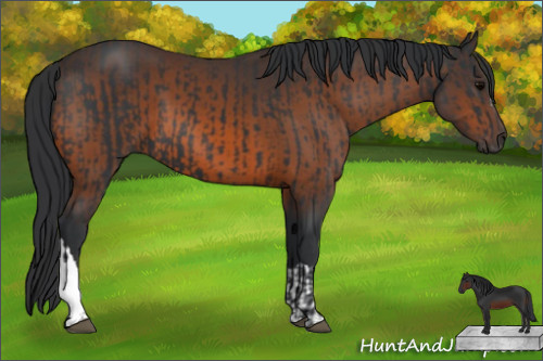Horse Color:Black  and Brown 