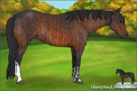 Horse Color:Black  and Brown 