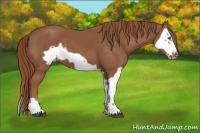 Horse Color:Chestnut Splash Frame  and Chestnut Splash Frame 