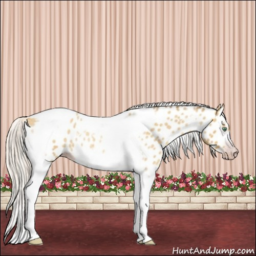 Horse Color:Gray Silver Amber Cream Champagne Roan Dun Splash Tobiano Frame Appaloosa Rabicano 