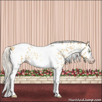 Horse Color:Gray Silver Amber Cream Champagne Roan Dun Splash Tobiano Frame Appaloosa Rabicano