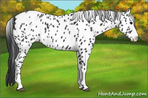 Horse Color:Black Splash Leopard