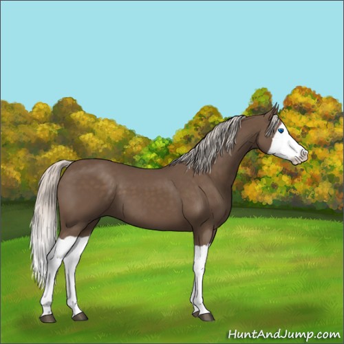 Horse Color:Silver Black Splash 