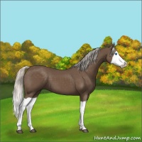 Horse Color:Silver Black Splash 