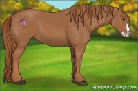 Horse Color:Chestnut Splash 