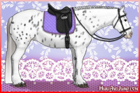 Horse Color:White Spotted Black Splash Tobiano Frame Appaloosa 