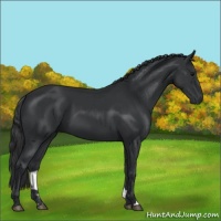 Horse Color:Black 