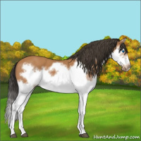 Horse Color:Bay Splash Frame