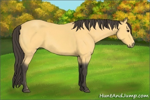 Horse Color:Buckskin 