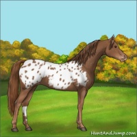 Horse Color:Chestnut Appaloosa 