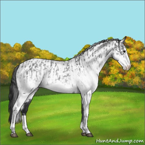 Horse Color:White Spotted Blue Roan Rabicano  and White Spotted Blue Roan Rabicano 