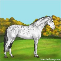 Horse Color:White Spotted Blue Roan Rabicano  and White Spotted Blue Roan Rabicano 