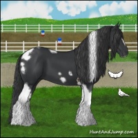 Horse Color:Black Tobiano Frame 