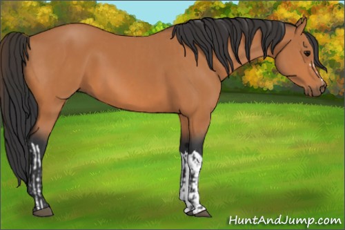 Horse Color:Bay  and Bay 