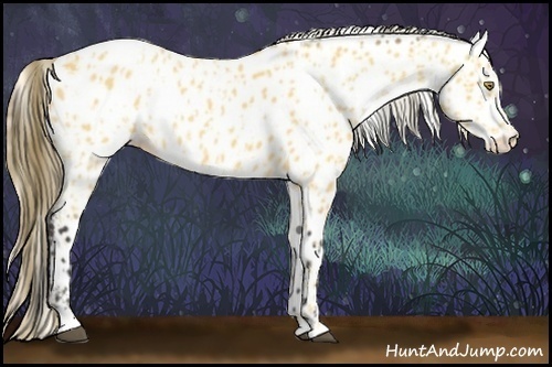 Horse Color:Palomino Appaloosa and Buckskin Appaloosa