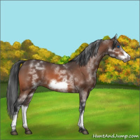 Horse Color:White Spotted Brown Roan Frame 