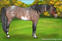 Horse Color:White Spotted Bay Roan Frame