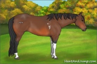 Horse Color:Bay Tobiano 