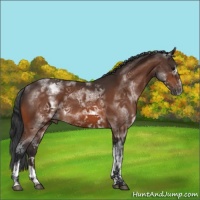 Horse Color:White Spotted Bay Sabino Frame