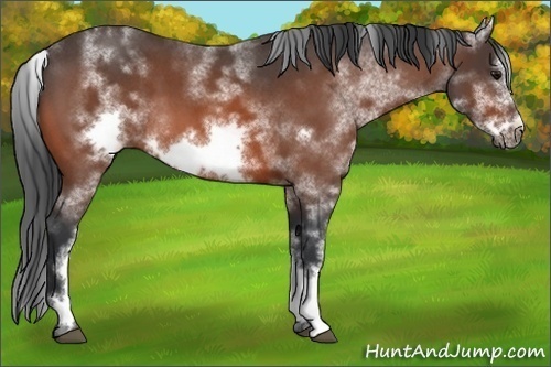 Horse Color:White Spotted Bay Roan Frame