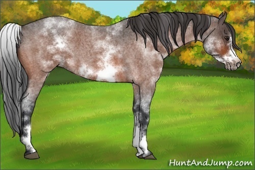 Horse Color:White Spotted Brown Roan Frame 