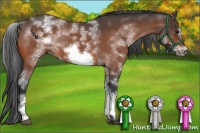Horse Color:White Spotted Bay Roan Frame 