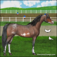 Horse Color:White Spotted Brown Roan Frame 