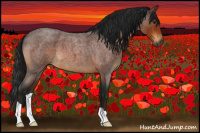 Horse Color:Gray Brown Roan 