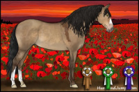 Horse Color:Gray Brown Dun 