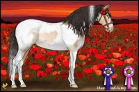 Horse Color:Sable Champagne Dun Tobiano Frame Rabicano 