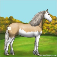 Horse Color:Palomino Dun Splash