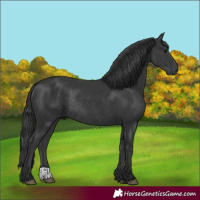 Horse Color:Black Rabicano 
