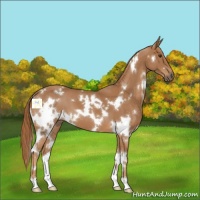 Horse Color:White Spotted Chestnut 
