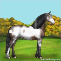 Horse Color:Brown Ice Frame 