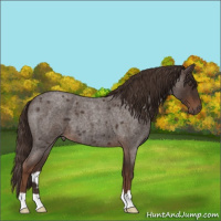 Horse Color:Liver Red Roan 
