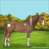 Horse Color:Chestnut Splash 