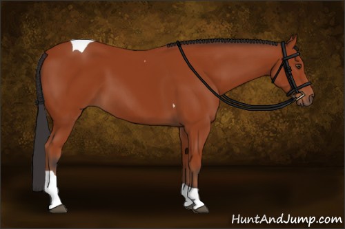 Horse Color:Brown Tobiano