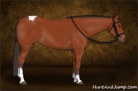 Horse Color:Brown Tobiano