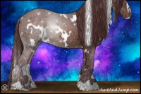 Horse Color:White Spotted Chocolate Brown Sabino 