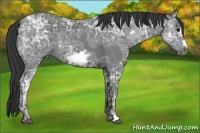 Horse Color:Blue Ice Roan Frame 