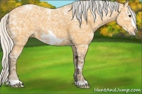 Horse Color:Silver Buckskin Ice Frame 