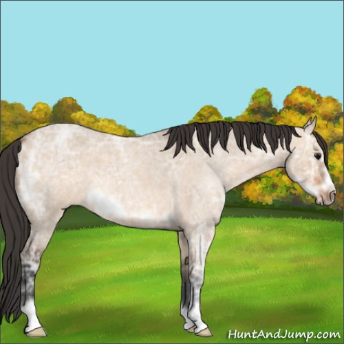Horse Color:Bay Ice Roan Dun Frame 