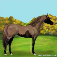 Horse Color:Void Chestnut Sabino Splash