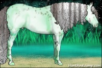 Horse Color:Bay Ice Dun Frame Appaloosa 